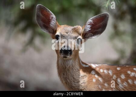 Un californiano Mule Deer pegno negli alberi a Novato, CA. Foto Stock