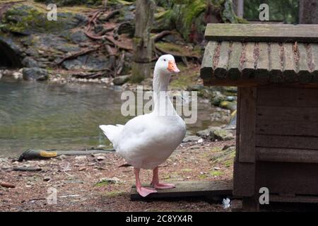 Bella oca bianca vicino a uno stagno in un parco di montagna, in Italia Foto Stock