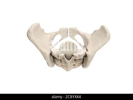 Pelvi, scheletro umano, anatomia ossea pelvica femminile, anca, grafica 3D, ossa etichettate Anatomia vista superiore, sfondo bianco Foto Stock