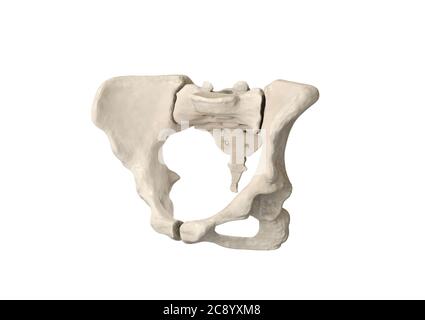 Pelvi, scheletro umano, anatomia ossea pelvica femminile, anca, grafica 3D, Boni etichettati Anatomy View, sfondo bianco Foto Stock