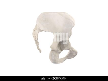 Pelvi, scheletro umano, anatomia ossea pelvica femminile, anca, grafica 3D, Vista destra anatomia di ossa, sfondo bianco Foto Stock