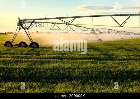 Un irrigatore a perno centrale predisposto per una nuova stagione che innaffia un campo di grano. Foto Stock