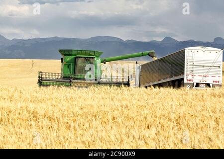 Macchine agricole che scaricano il frumento raccolto da una mietitrebbia a un camion nei fertili campi agricoli dell'Idaho. Foto Stock