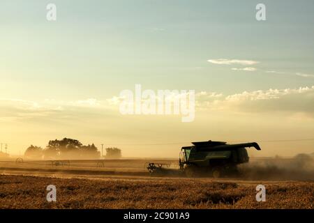 Un grano si combina nei fertili campi agricoli dell'Idaho, raccogliendo grano alla luce del sole che tramonta. Foto Stock