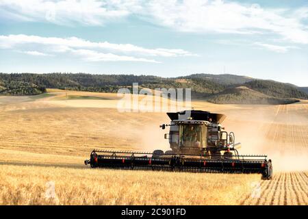 Combina lavoro di raccolta del grano nei fertili campi agricoli dell'Idaho. Foto Stock