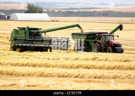 Macchine agricole che scaricano il frumento raccolto da una mietitrebbia a un carro per granella sfusa nei fertili campi agricoli dell'Idaho. Foto Stock