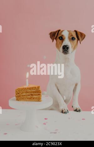 Il design del cane torta di compleanno Foto stock - Alamy