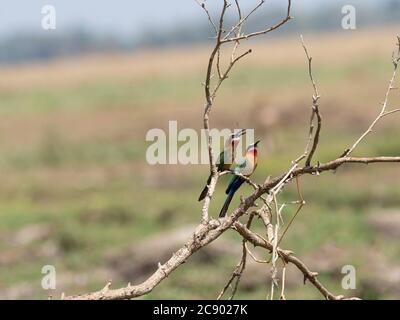 Un paio di berretti bianchi, i bulklocoides Merops, nel South Luangwa National Park, Zambia. Foto Stock