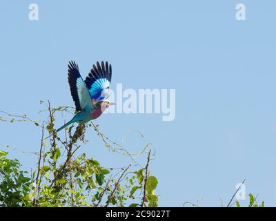 Un rullo adulto tostato lilla, Coracias caudatus, che prende il volo nel South Luangwa National Park, Zambia. Foto Stock