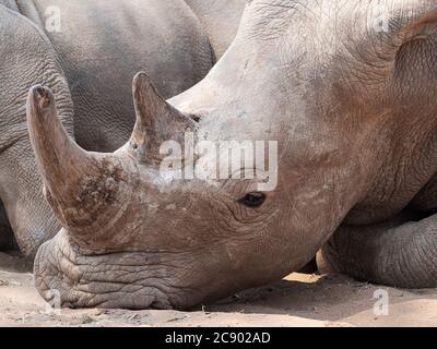 Un rhinoceros bianco meridionale adulto, Ceratotherium simum simum, custodito nel Parco Nazionale di Mosi-oa-Tunya, Zambia. Foto Stock