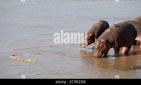 Ippopotamo, Hippopotamus anfibio, con coccodrillo del Nilo nel Parco Nazionale di Luangwa Sud, Zambia. Foto Stock