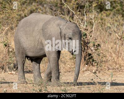 Un giovane elefante africano di cespuglio, Loxodonta africana, nel Parco Nazionale di Luangwa Sud, Zambia. Foto Stock