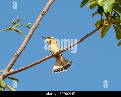 Un piccolo atreo adulto, il pusillus Merops, vicino al fiume Luangwa nel Parco Nazionale di Luangwa Sud, Zambia. Foto Stock