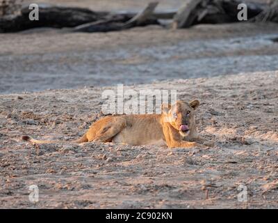 Una leonessa adulta, Panthera leo, lungo il fiume Luangwa nel Parco Nazionale di Luangwa Sud, Zambia. Foto Stock