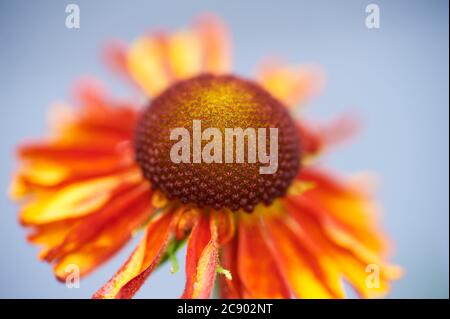 Sneezeweed, o Helenium, 'Moorheim Beauty' sono fiori verticali rosso coprente scuri centrati appartenenti alla famiglia Asteraceae Foto Stock