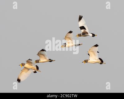 Lapping adulti con corona bianca, albicipite Vanellus, in volo, South Luangwa National Park, Zambia. Foto Stock