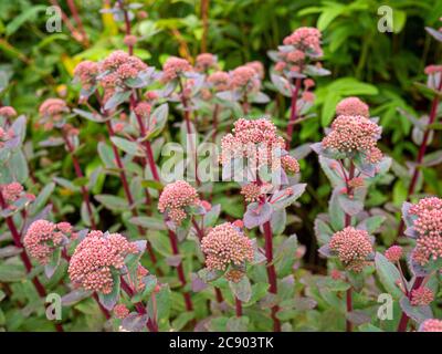 Deciduo Perenne Sedum 'Red Cauli' che cresce in un giardino. Foto Stock