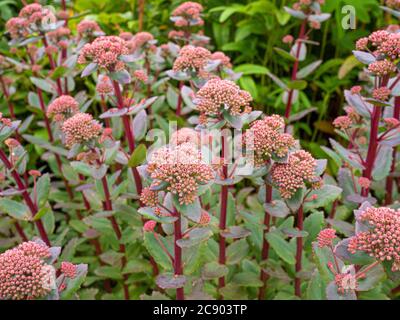 Deciduo Perenne Sedum 'Red Cauli' che cresce in un giardino. Foto Stock