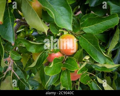 Frutta giovane che cresce su un cordone 'Discovery' dessert mela albero. In un giardino britannico. Foto Stock