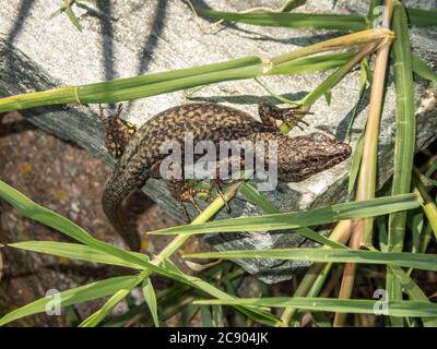 La lucertola si nasconde su una pietra nelle canne Foto Stock