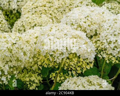 Primo piano delle teste bianche di fioritura di Hydrangea arborescens 'Annabelle' che crescono in un giardino. Foto Stock