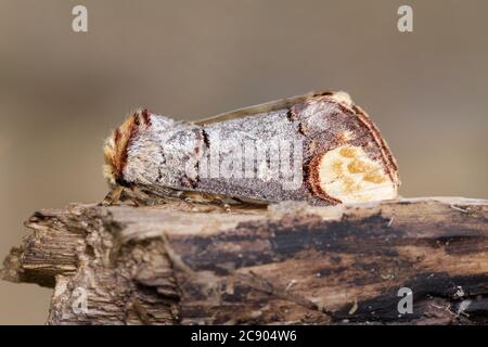 Falda Tip Moth, Phalera bucephala, riposo, seduta su un log che presenta il suo eccellente Camouflage. Preso Blashford Lakes UK Foto Stock