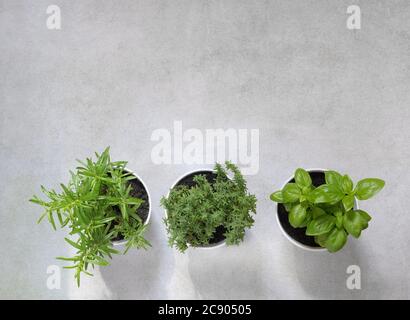 Erbe aromatiche fresche rosmarino, timo e basilico in vasi bianchi su sfondo chiaro. Giardino domestico. Foto Stock