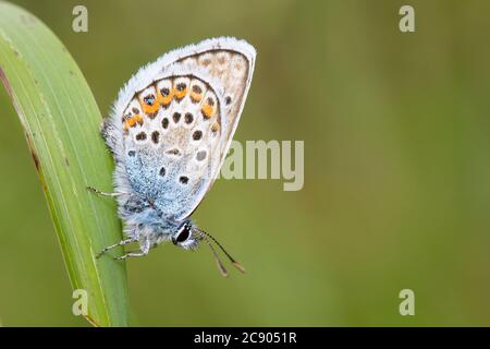 Blue Butterfly con borchie d'argento, Plbejus argus che riposa a testa bassa su Una foglia d'erba con ali sollevate. REGNO UNITO Foto Stock