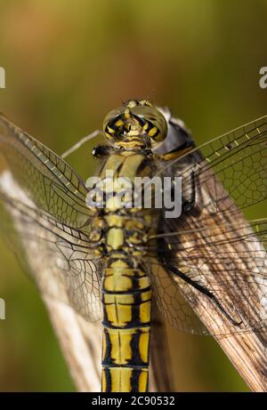Macro della testa di una Dragonfly Skimmer femmina dalla coda nera, Orthetrum cancrellatum, che riposa su una Reed. Preso a Stanpit Marsh UK Foto Stock