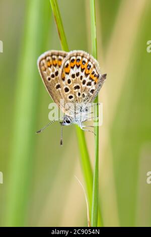 Macro di una farfalla blu con borchie d'argento, Plbejus argus, appoggiata testa giù su uno stelo d'erba con ali sollevate. REGNO UNITO Foto Stock