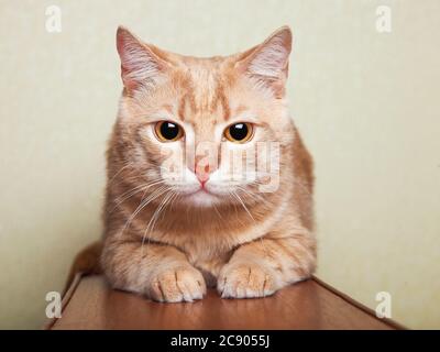 Il gatto a strisce di pesca giace sul marrone un corrimano del divano contro la carta da parati verde, con i grandi occhi sorpresi che guardano con attenzione verso un colpo. Foto Stock