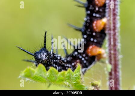 Macro di un bruco di Farfalle di Peacock, Aglais io, che si nuota su una foglia di ortica. Preso a Longham Lakes UK Foto Stock