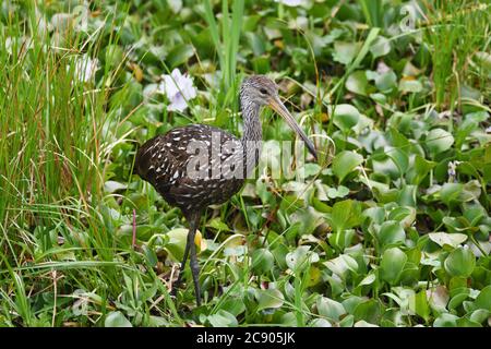 Limpkin camminando attraverso l'erba alta e giacinto d'acqua, alla ricerca di lumache da mangiare. Foto Stock