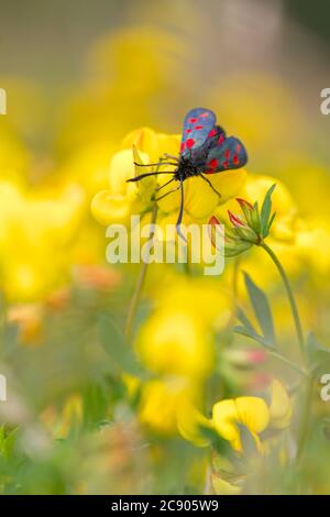 Sei Spot Burnett Moth, Zygaena filipendulae, nutrendo su un uccelli piede trifoglio Fiore, loto corniculatus. Preso a Longham Lakes UK Foto Stock