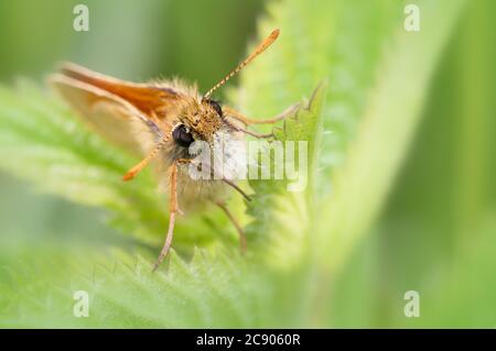 Macro Head on Shot di una piccola Skipper Butterfly, Thymelicus sylvestris, che riposa, seduto su una foglia di Bramble con uno sfondo verde diffuso. Foto Stock