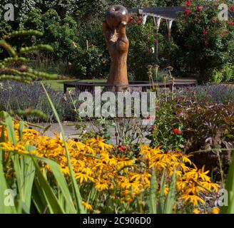 Rudbeckia nel giardino sensoriale di Wyndham Park Foto Stock