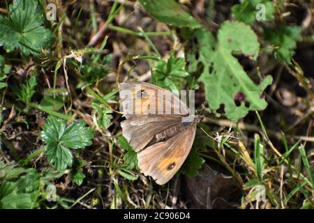 Farfalla marrone prato si verifica in UK parchi Upper Side ha nero ocellus centrato bianco vola anche in tempo tordo quando altre farfalle sono inattive Foto Stock