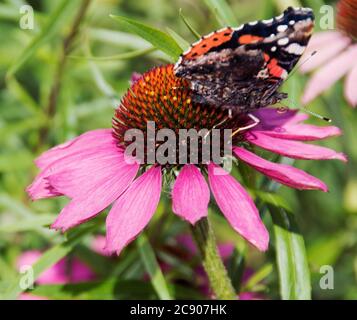 Echinacea ‘sogno stupefacente’ e ammiraglio rosso Foto Stock