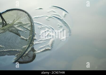 La gabbia di Fissing si trova nella calma acqua del fiume. Spazio per il testo Foto Stock