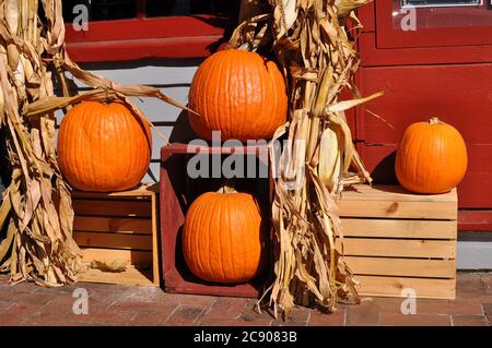 Zucche arancioni su cassette di legno simbolo dell'autunno e della stagione autunnale Foto Stock