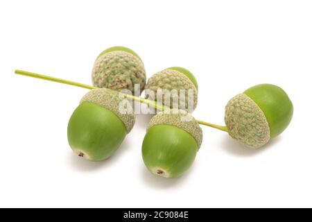 Rovere comune ( Quercus robur) ghiande isolate su sfondo bianco Foto Stock
