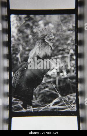 Bella fotografia in bianco e nero degli anni '70 di un gallo che si stende intorno allo zoo. Foto Stock