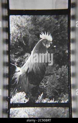 Bella fotografia in bianco e nero degli anni '70 di un gallo che si stende intorno allo zoo. Foto Stock