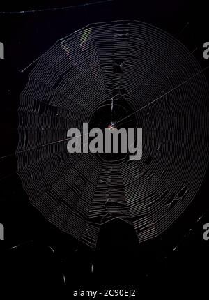 Spiny Orb Weaver (Gasteracantha) in spiderweb su uno sfondo nero Foto Stock