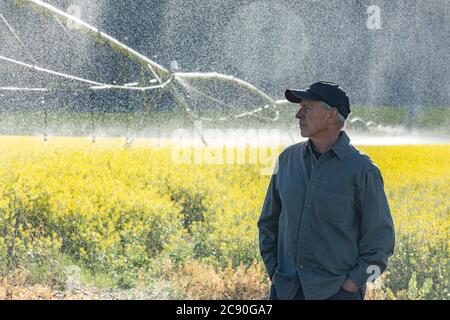 USA, Idaho, Sun Valley, Farmer in piedi in campo senape durante l'irrigazione Foto Stock