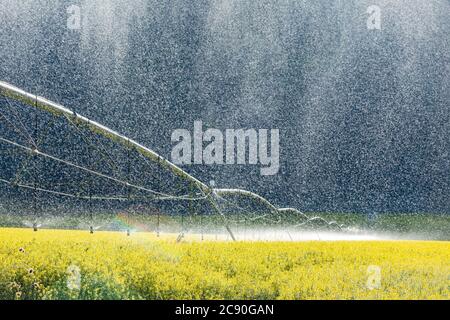 USA, Idaho, Sun Valley, Mustard campo durante l'irrigazione Foto Stock