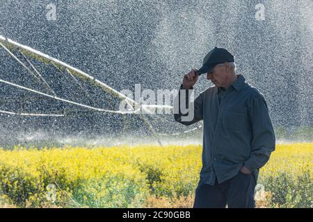 USA, Idaho, Sun Valley, Farmer in piedi in campo senape durante l'irrigazione Foto Stock