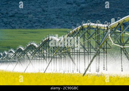USA, Idaho, Sun Valley, attrezzature di irrigazione in campo senape Foto Stock