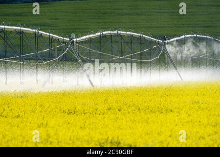 USA, Idaho, Sun Valley, attrezzature di irrigazione in campo senape Foto Stock
