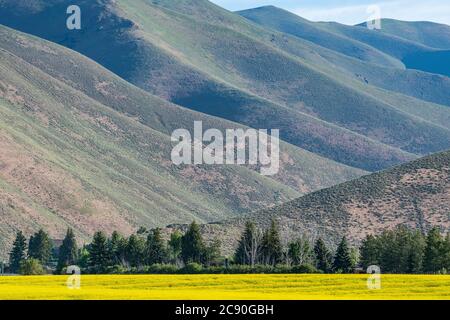 USA, Idaho, Sun Valley, campo di senape e colline Foto Stock